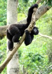 chimp_matoke_climbing
