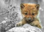 Cute-Wolf-cute-wolf-zone-16877346-1024-768
