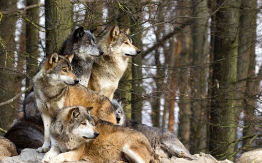 wolf-wolves-32863628-1920-1200
